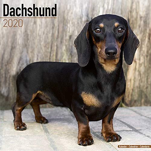 Avonside Publishing Ltd: Dachshund Calendar 2020