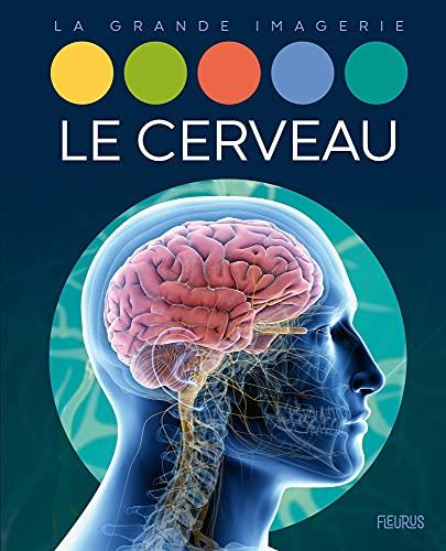 Le cerveau