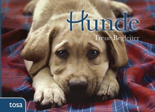 Hunde: Treue Begleiter