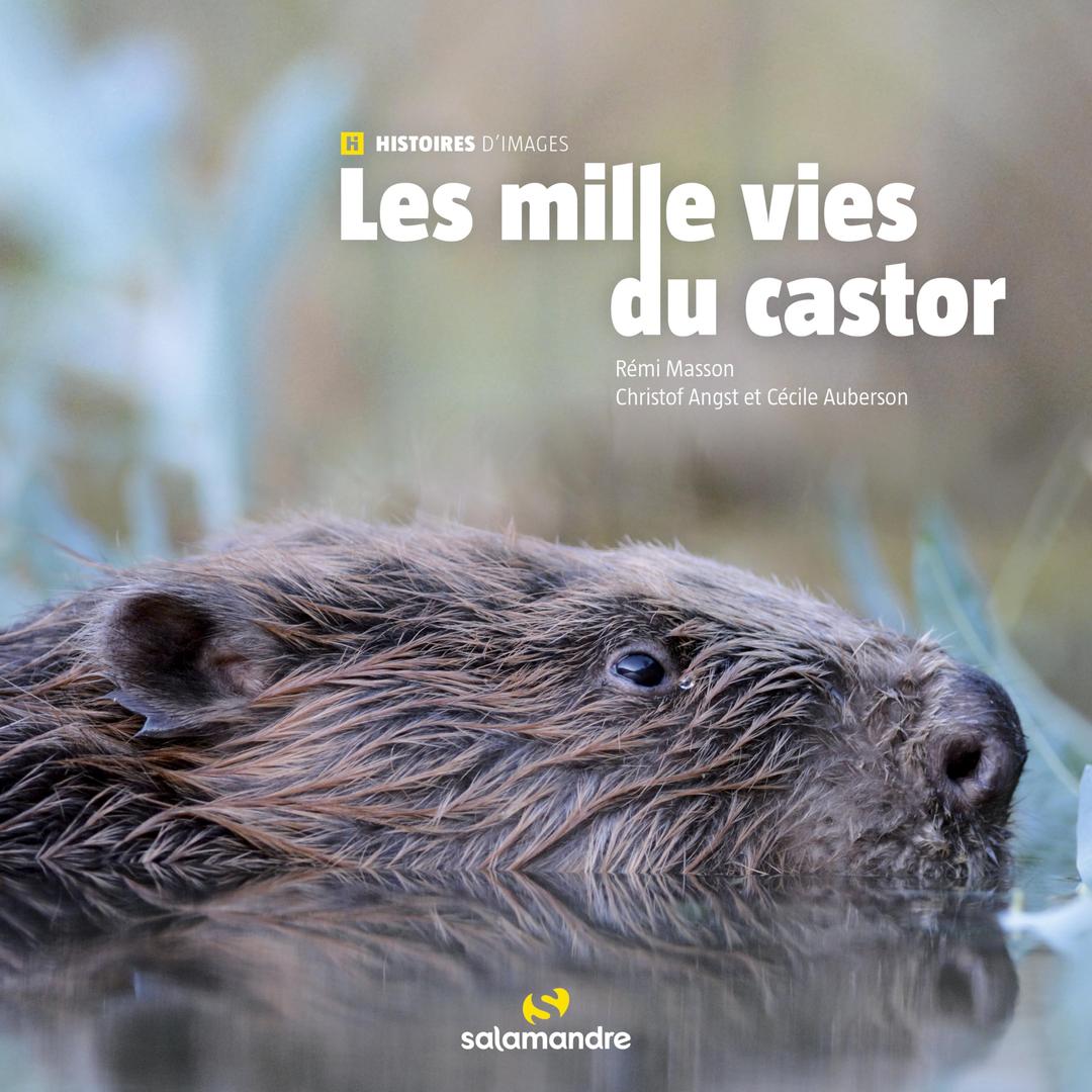 Les mille vies du castor