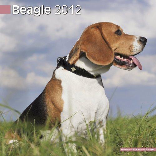 Kalender 2012 Beagle