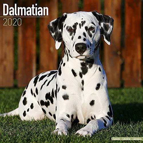 Avonside Publishing Ltd: Dalmatian Calendar 2020