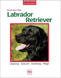 Labrador-Retriever