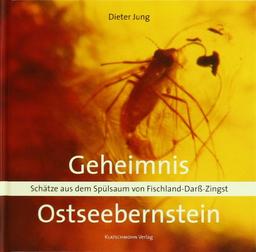 Geheimnis Ostseebernstein: Schätze aus dem Spülsaum von Fischland-Darß-Zingst