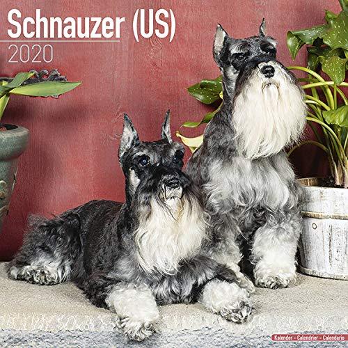 Avonside Publishing Ltd: Schnauzer (US) Calendar 2020