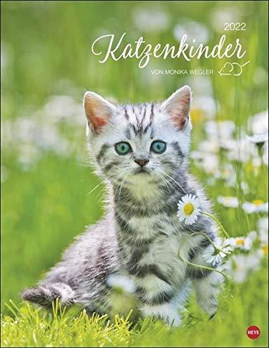 Katzenkinder Posterkalender 2022 von Monika Wegler - niedlicher Tier-Wandkalender mit vielen Fotos und lustigen Mini-Geschichten - mit Monatskalendarium - 34 x 44 cm