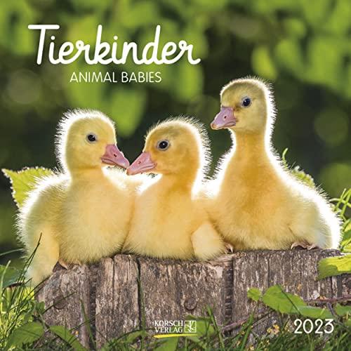 Tierkinder 2023: Broschürenkalender mit Ferienterminen. Babys von Tieren in süßen Bildern. 30 x 30 cm